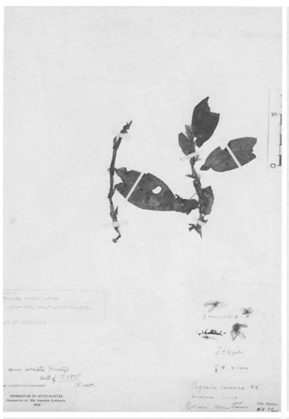 B. comata